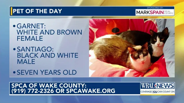 Pet of the Day for Feb. 26, 2026