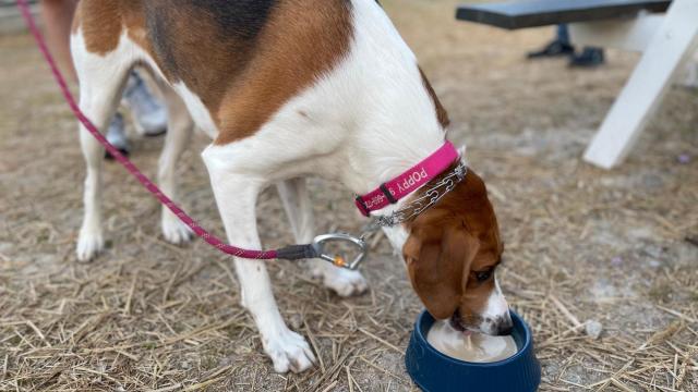 Dogs have their own beer at Raleigh's newest beer garden